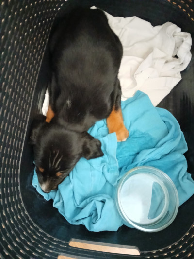 Един сладур си търси осиновител