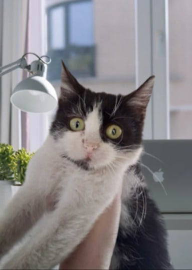 2-месечната Коти търси дом 