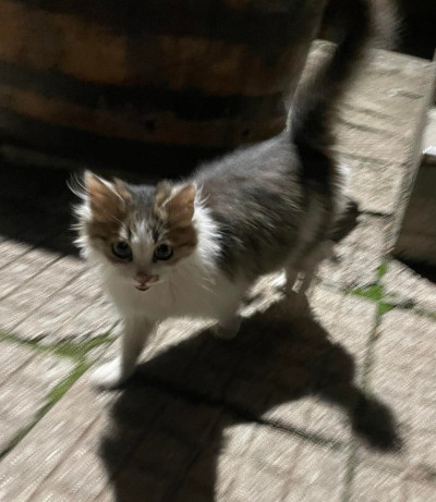 4/5-месечно момиченце търси дом!