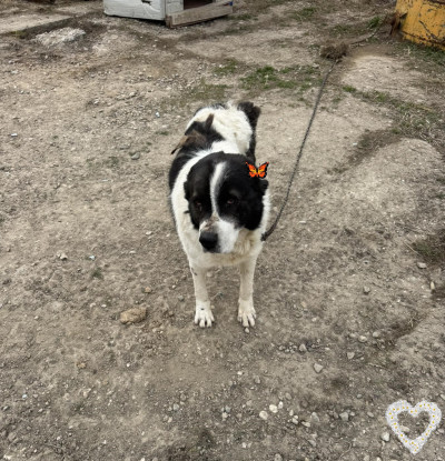 Томас търси дом/ работа