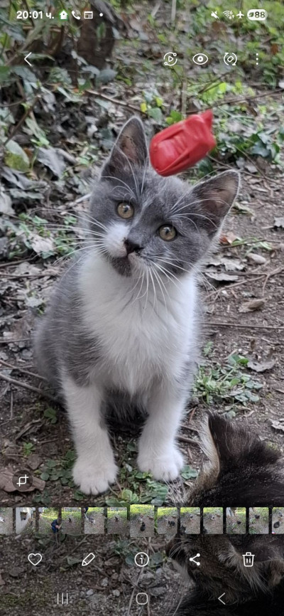 Породисто бебе британска късокосместта, мъжко