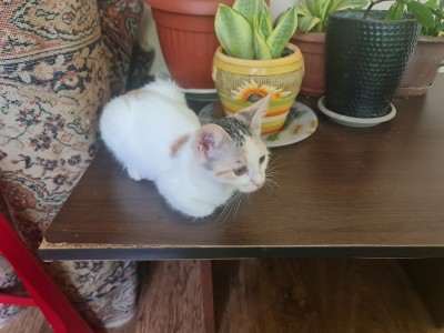 Търси  се осиновител на тези 2 котета