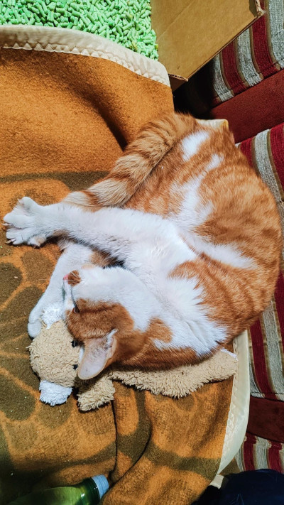 Сами търси дом