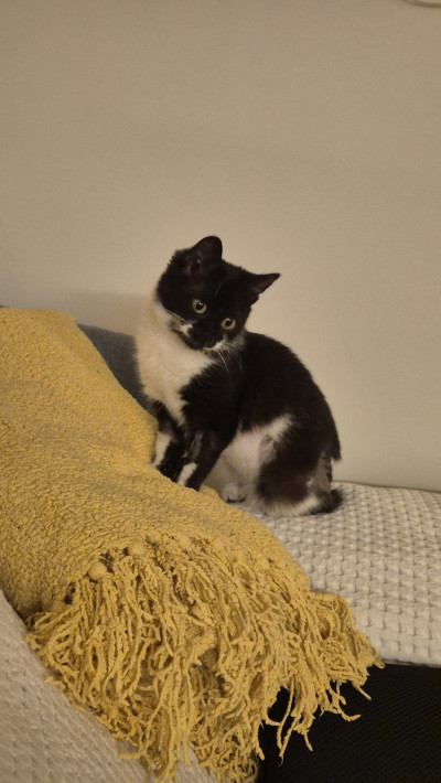  Йори е сграбчила живота с четири лапи! 