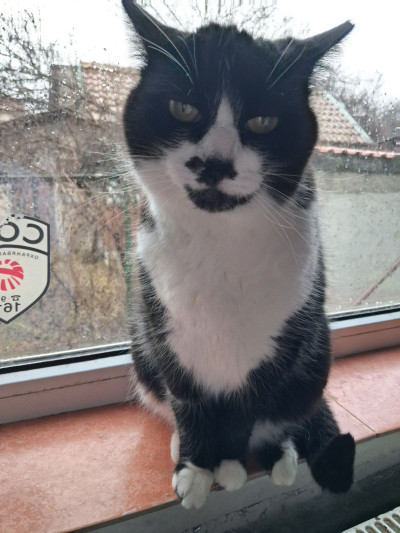 Хубавата Адолфина 