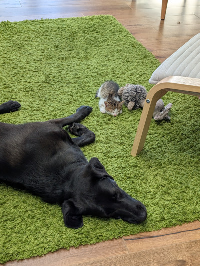 Женско коте на месец и половина търси дом