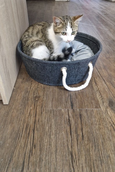 Спешно се търси дом за малко коте- герой