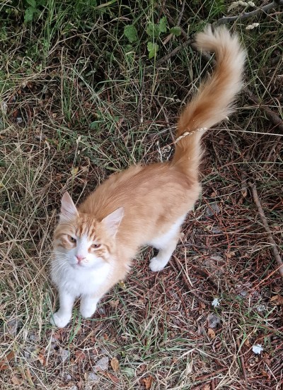 Гальовеният, добър и красив ЗЛАТКО