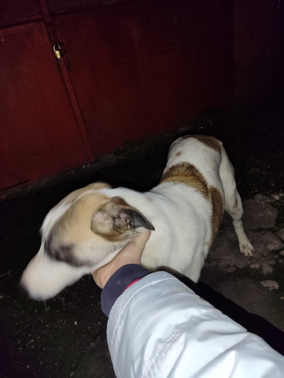 Рино търси дом - не е за всеки,само за сериозни и отговорни стопани !