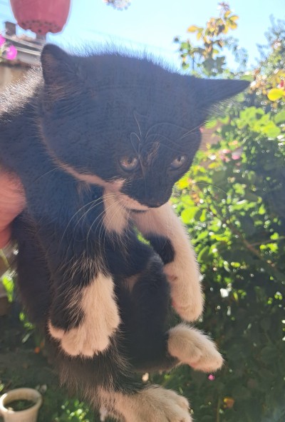 Подарявам малки котета, град Елин Пелин 