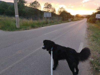 Търся осиновител за куче