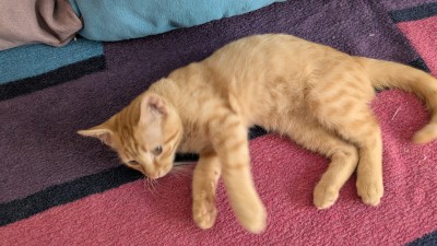 Подарвям малко домашно коте , обгрижено с домашни навици . 