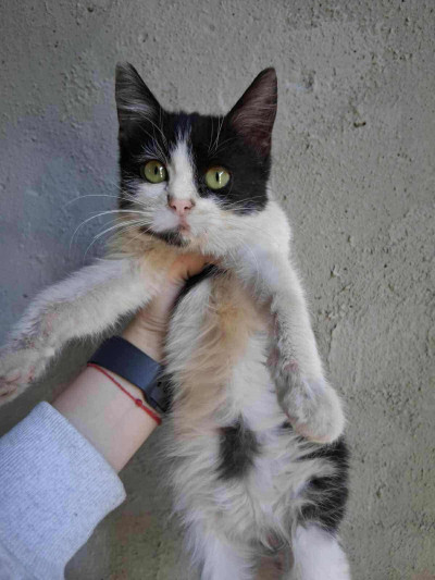 2-месечната Коти търси дом 