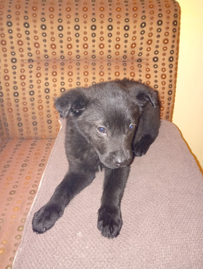 Малък верен приятел търси семейство