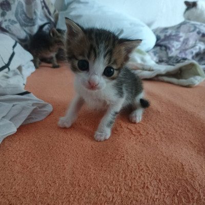 Подарявам 5 прекрасни котенца