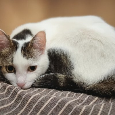 Бела търси дом