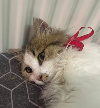 4/5-месечно момиченце търси дом!