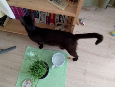 Мама и Сивушче търсят своя дом