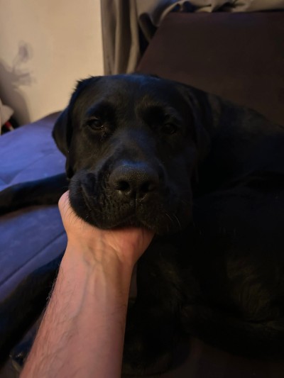 Дом за Неро