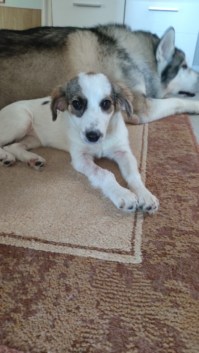 Лъки търси своя дом, за да не отиде в приют