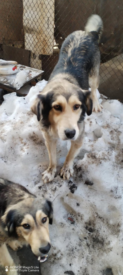 Две прекрасни кучета търсят своя нов дом