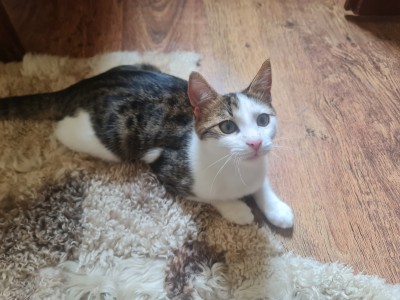 Давам две котета за осиновяване 