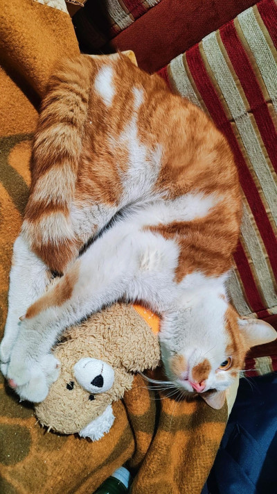 Сами търси дом