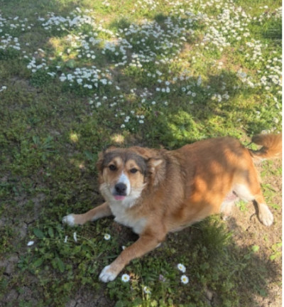 Сладко и дружелюбно куче търси дом!