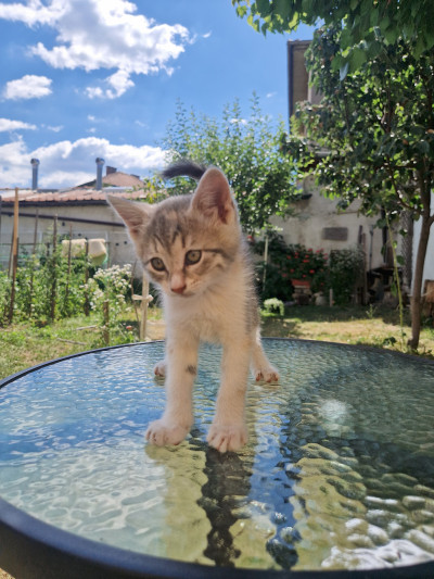 Котето Мими си търси дом