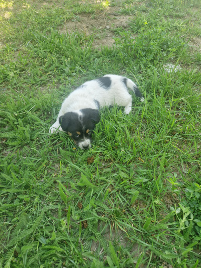 Подарява се малко кученце 