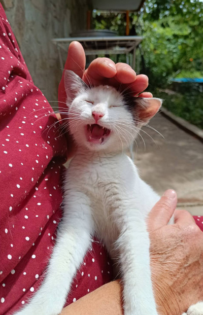 Котето Нана търси дом и малко любов