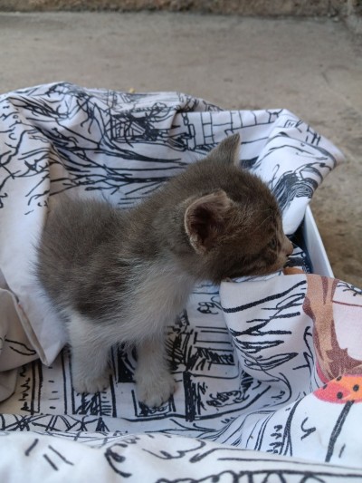 5 сладурчета си търсят дом