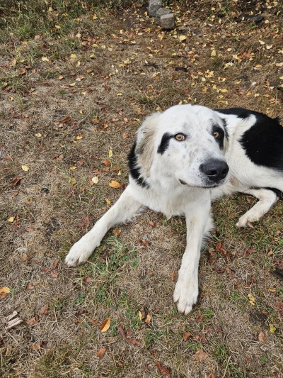 Бруно търси своя дом!