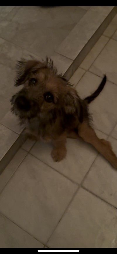 Търсим семейство за Луфи!