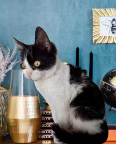 2-месечната Коти търси дом 