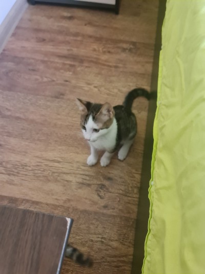 Търси  се осиновител на тези 2 котета