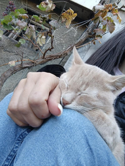 СПЕШНО Търся дом за две котета, които все още са на улицата 
