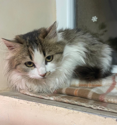 4/5-месечно момиченце търси дом!