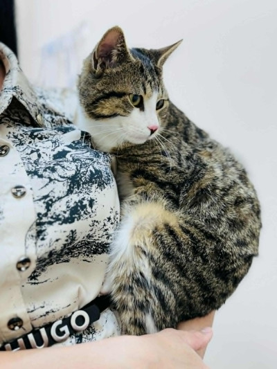Коте Рио търси дом
