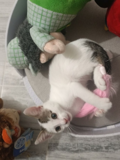 Коте Давид търси постоянен дом