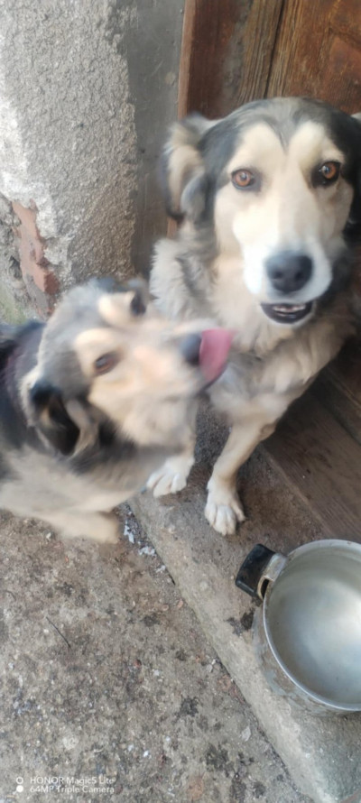 Две прекрасни кучета търсят своя нов дом