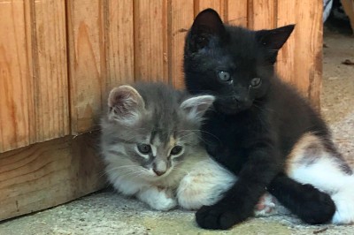 подарявам котета