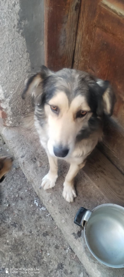 Две прекрасни кучета търсят своя нов дом