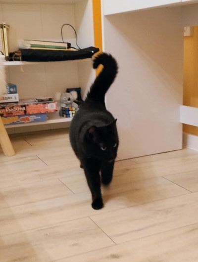 Дарки търси дом!