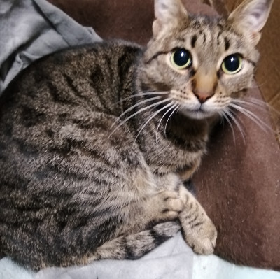 Търсим дом на Тъчи