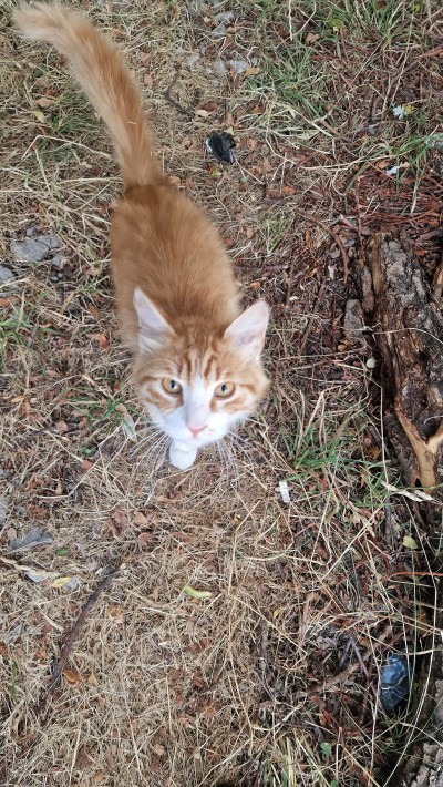 Гальовеният, добър и красив ЗЛАТКО