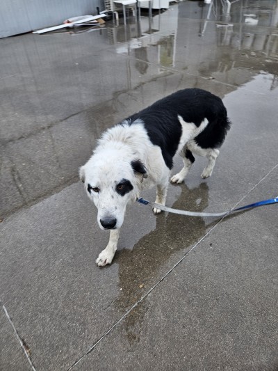 Бруно търси своя дом!