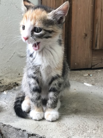 подарявам котета