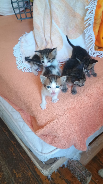 Подарявам 5 прекрасни котенца