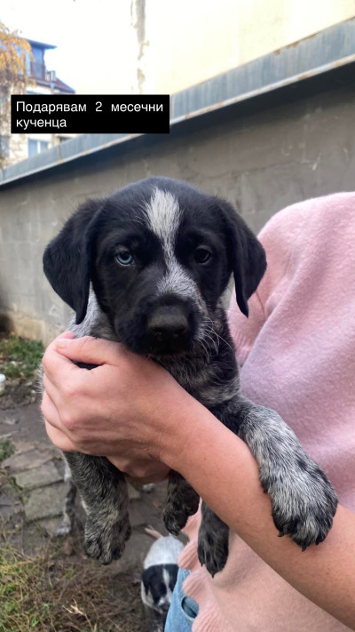 Малки кученца търсят любящи стопани.